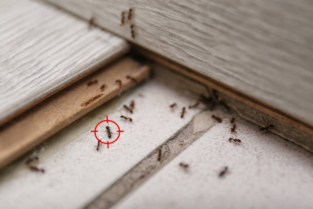 Best Pest Control for Restaurants  in Chackbay, LA