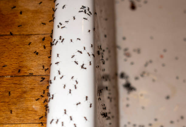 Best Spider Control Near Me  in Chackbay, LA