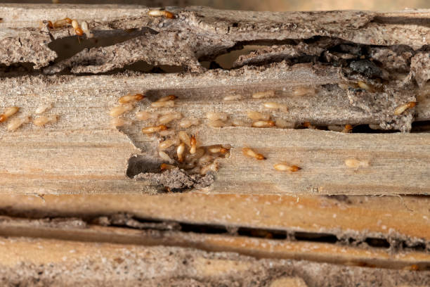 Best Pest Control Near Me  in Chackbay, LA