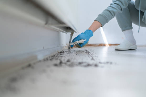 Best Ant Control Services  in Chackbay, LA